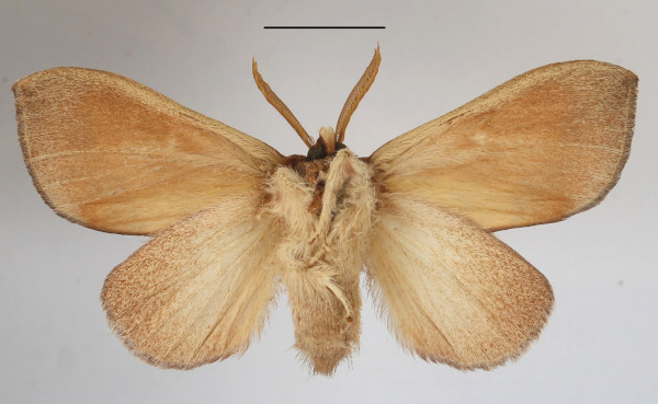 /filer/webapps/moths/media/images/B/bettoni_Trotonotus_A_MGCLb_01.JPG