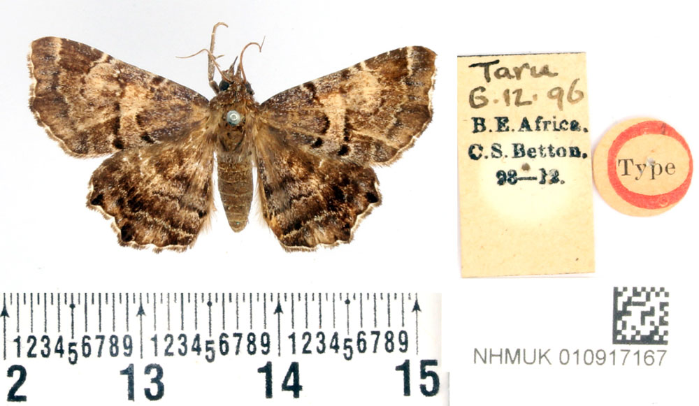 /filer/webapps/moths/media/images/B/bettoni_Zethes_STF_BMNH.jpg