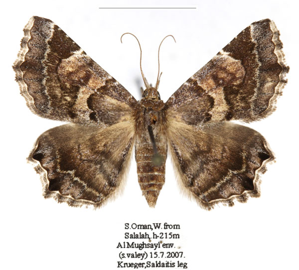 /filer/webapps/moths/media/images/B/bettoni_Zethesides_AF_RBINSa.jpg
