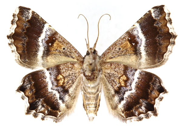 /filer/webapps/moths/media/images/B/bettoni_Zethesides_AF_RBINSb.jpg