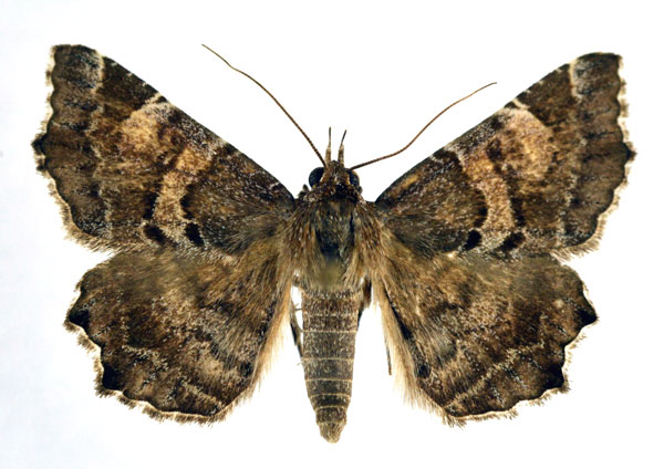 /filer/webapps/moths/media/images/B/bettoni_Zethesides_A_NHMO.jpg