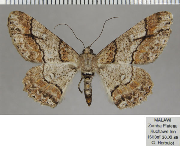 /filer/webapps/moths/media/images/B/betularia_Cleora_AF_ZSM_01.jpg