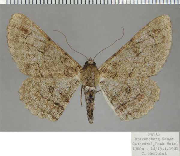 /filer/webapps/moths/media/images/B/betularia_Cleora_AF_ZSM_02.jpg