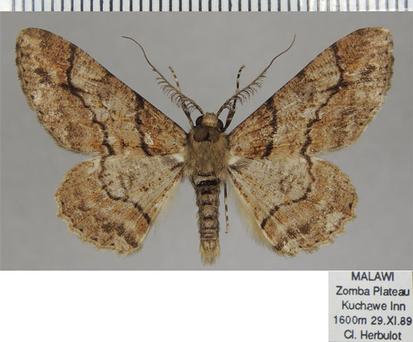 /filer/webapps/moths/media/images/B/betularia_Cleora_AM_ZSM_01.jpg