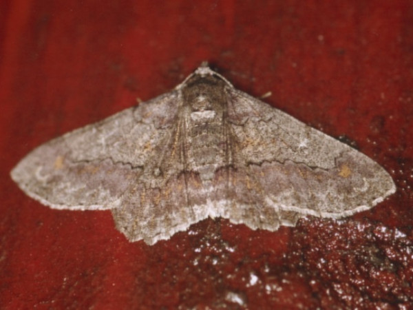 /filer/webapps/moths/media/images/B/betularia_Cleora_A_Roland.jpg