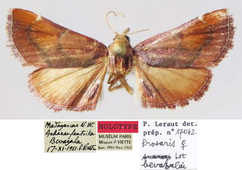 /filer/webapps/moths/media/images/B/bevazalae_Prosaris_HT_MNHN.jpg