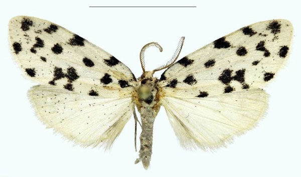 /filer/webapps/moths/media/images/B/bezborodovi_Siccia_HT_RMBH.jpg