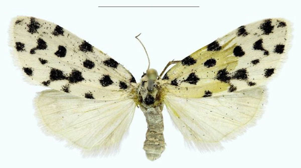 /filer/webapps/moths/media/images/B/bezborodovi_Siccia_PTF_RMBH.jpg