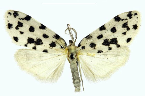 /filer/webapps/moths/media/images/B/bezborodovi_Siccia_PTM_RMBH.jpg