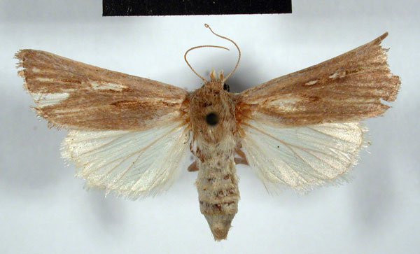 /filer/webapps/moths/media/images/B/bialbifasciata_Agrotis_AT_MSNM.jpg