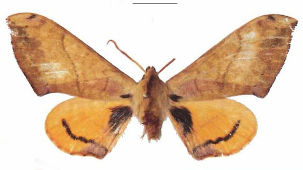 /filer/webapps/moths/media/images/B/bianchii_Pseudoclanis_AM_EMEMa.jpg