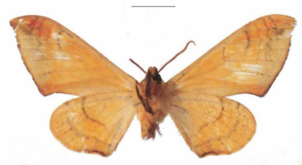 /filer/webapps/moths/media/images/B/bianchii_Pseudoclanis_AM_EMEMb.jpg