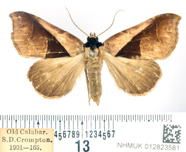 /filer/webapps/moths/media/images/B/biangulata_Anoba_AF_BMNH.jpg