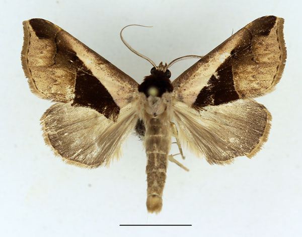 /filer/webapps/moths/media/images/B/biangulata_Anoba_AM_Aulombard.jpg