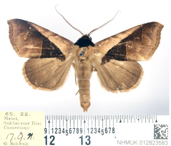 /filer/webapps/moths/media/images/B/biangulata_Anoba_AM_BMNH.jpg