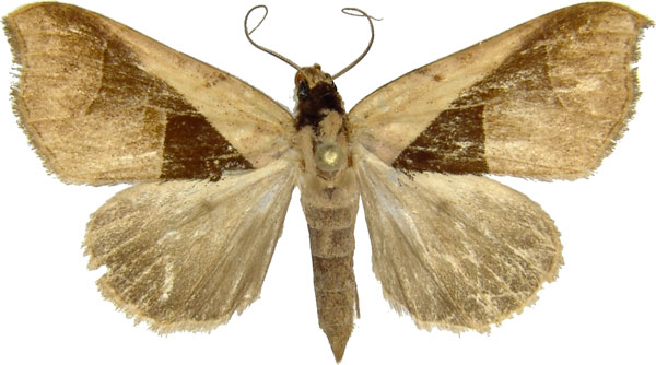 /filer/webapps/moths/media/images/B/biangulata_Anoba_AM_MCJM.jpg