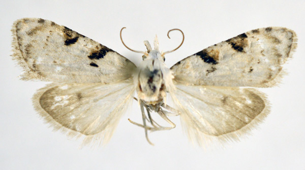 /filer/webapps/moths/media/images/B/biangulata_Nola_AF_NHMO.jpg