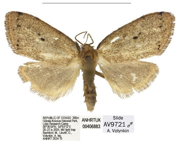 /filer/webapps/moths/media/images/B/biangulata_Spatulosia_HT_ANHRT.jpg
