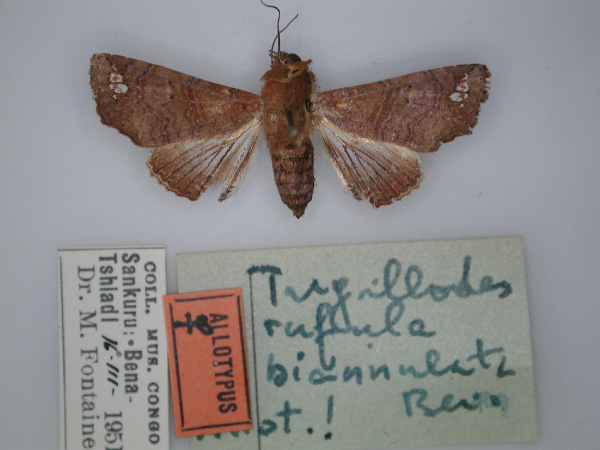 /filer/webapps/moths/media/images/B/biannulata_Targallodes_AT_RMCA_01.jpg