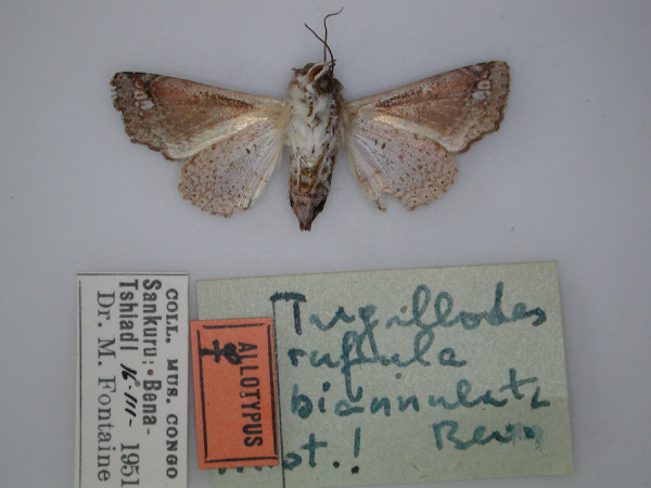 /filer/webapps/moths/media/images/B/biannulata_Targallodes_AT_RMCA_02.jpg