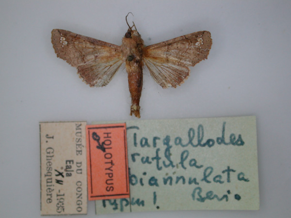 /filer/webapps/moths/media/images/B/biannulata_Targallodes_HT_RMCA_01.jpg