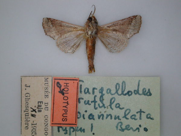 /filer/webapps/moths/media/images/B/biannulata_Targallodes_HT_RMCA_02.jpg