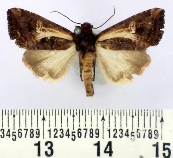 /filer/webapps/moths/media/images/B/biarcuata_Aspidifrontia_AF_BMNH.jpg