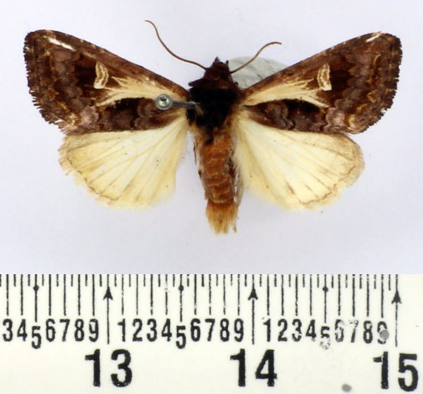 /filer/webapps/moths/media/images/B/biarcuata_Aspidifrontia_AM_BMNH.jpg