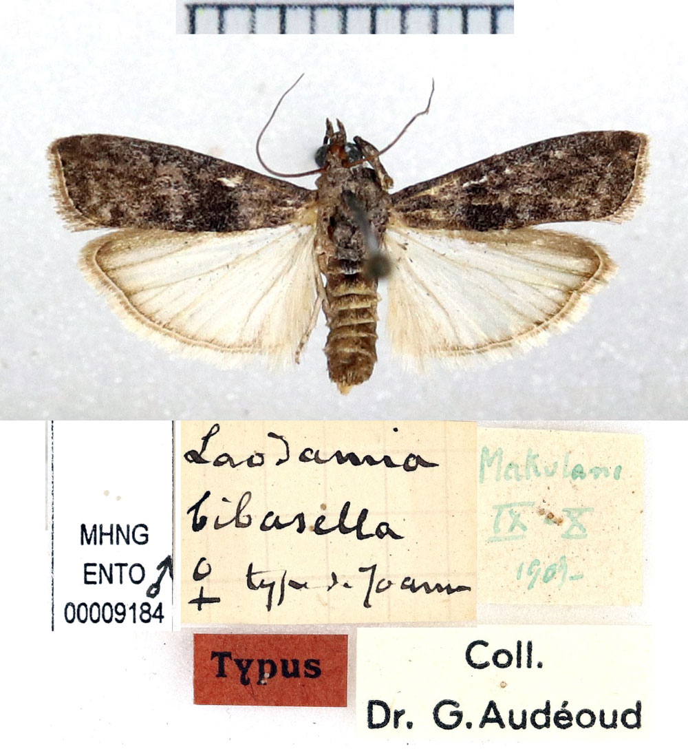 /filer/webapps/moths/media/images/B/bibasella_Laodamia_HT_MNHN.jpg