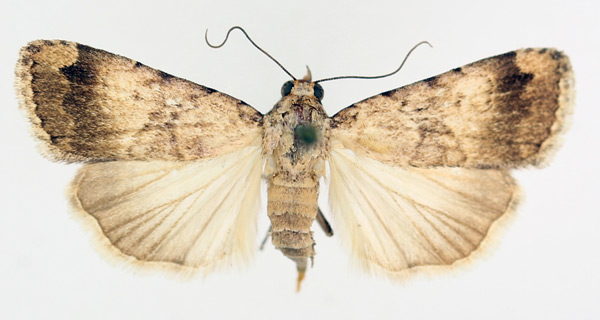 /filer/webapps/moths/media/images/B/bibrachiata_Crypsotidia_AF_TMSA_01.jpg