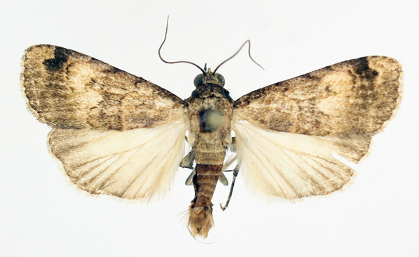 /filer/webapps/moths/media/images/B/bibrachiata_Crypsotidia_AF_TMSA_02.jpg