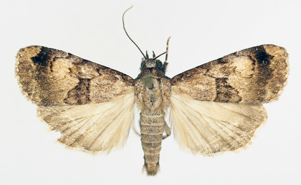 /filer/webapps/moths/media/images/B/bibrachiata_Crypsotidia_AM_TMSA_01.jpg