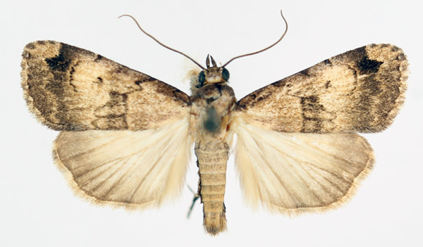 /filer/webapps/moths/media/images/B/bibrachiata_Crypsotidia_AM_TMSA_02.jpg