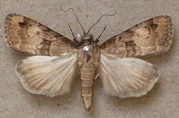 /filer/webapps/moths/media/images/B/bibrachiata_Crypsotidia_A_Butler.jpg