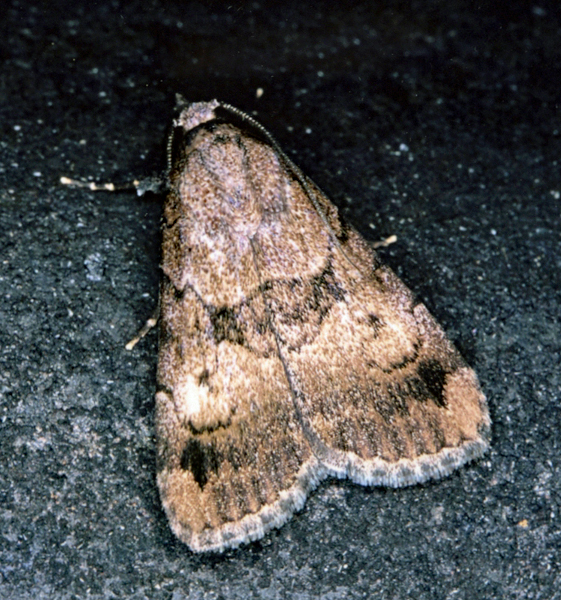 /filer/webapps/moths/media/images/B/bibrachiata_Crypsotidia_A_Roland_01.jpg
