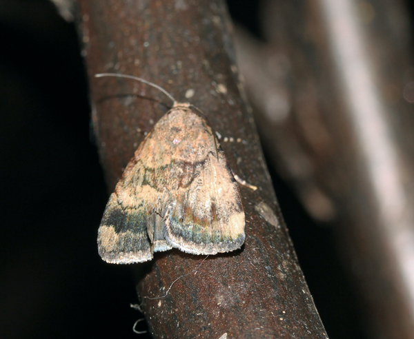 /filer/webapps/moths/media/images/B/bibrachiata_Crypsotidia_A_Roland_06.jpg