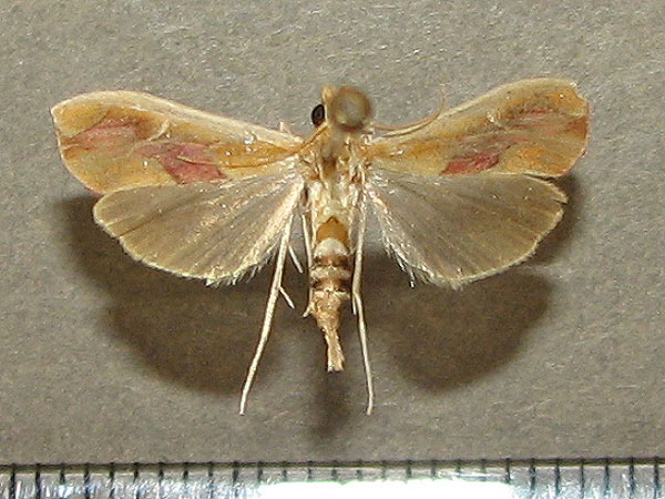 /filer/webapps/moths/media/images/B/bibundalis_Agathodes_A_Goff_01.jpg