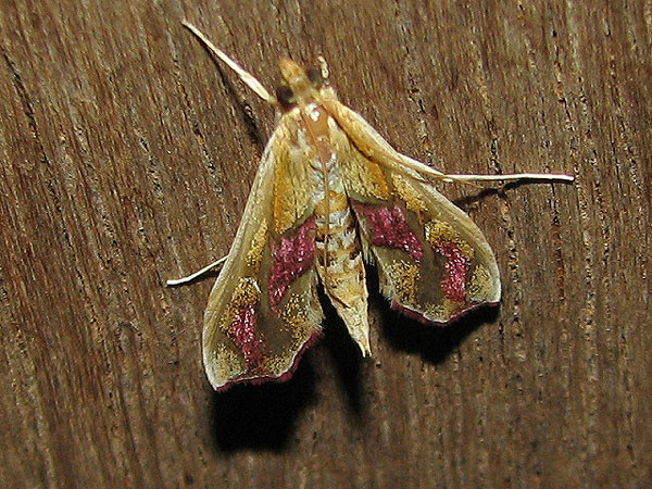 /filer/webapps/moths/media/images/B/bibundalis_Agathodes_A_Goff_02.jpg