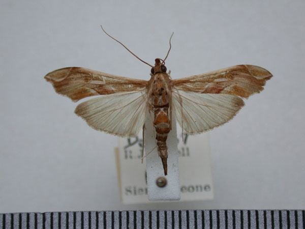 /filer/webapps/moths/media/images/B/bibundalis_Agathodes_A_Revell.jpg