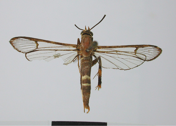 /filer/webapps/moths/media/images/B/bicincta_Callisphecia_HT_MNHN.jpg