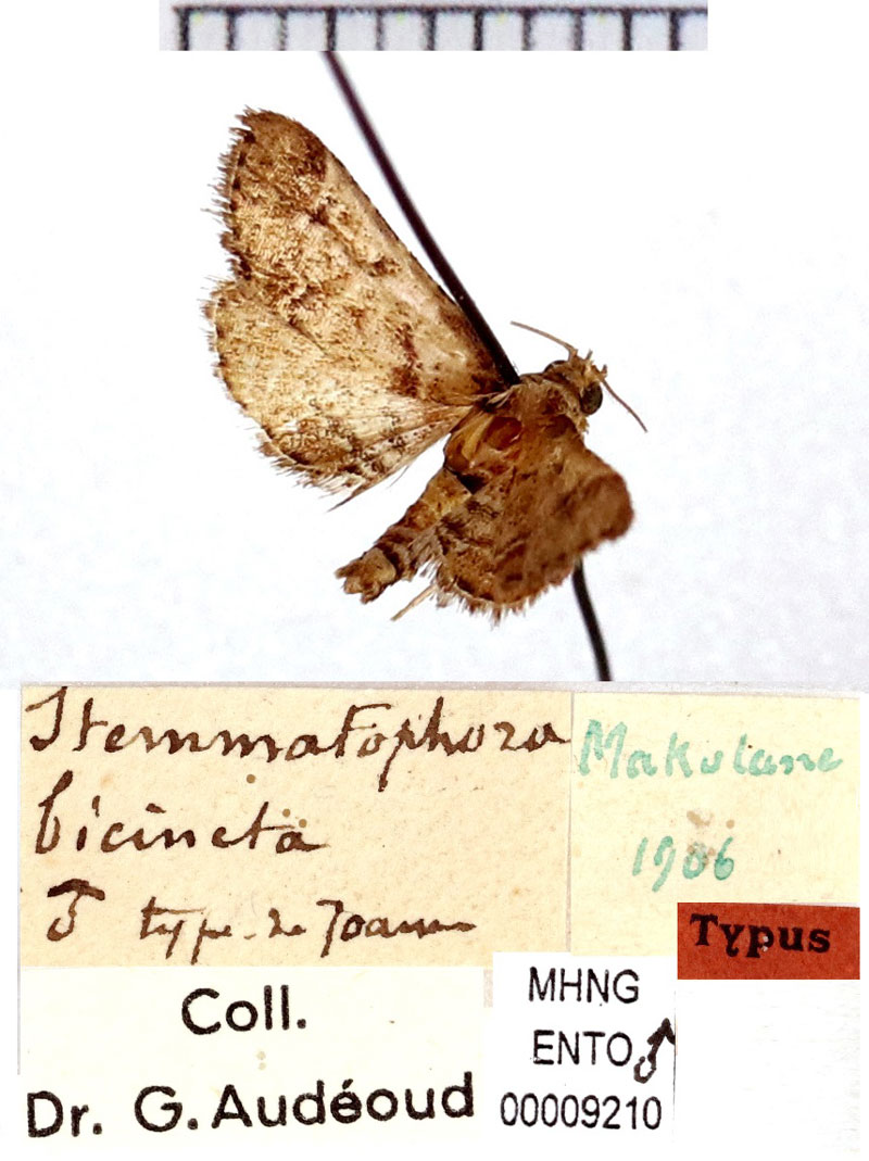 /filer/webapps/moths/media/images/B/bicincta_Stemmatophora_HT_MHNG.jpg