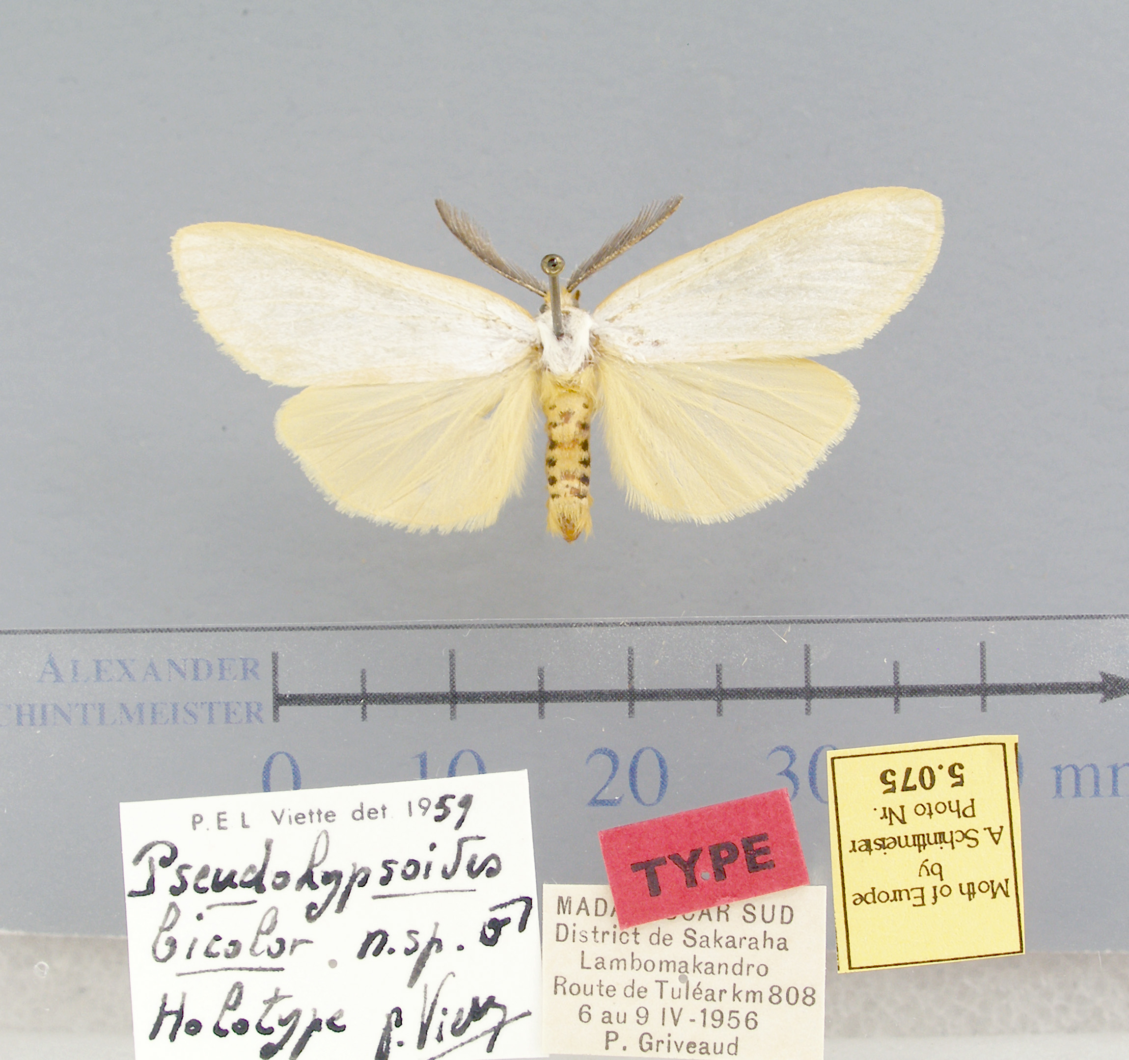 /filer/webapps/moths/media/images/B/bicolor-Pseudohypsoides-5075-HT-Madagascar.jpg