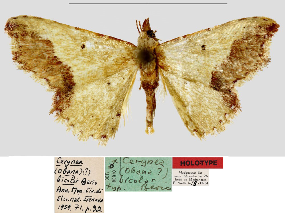 /filer/webapps/moths/media/images/B/bicolor_Cerynea_HT_MNHN.jpg