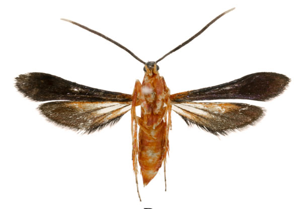 /filer/webapps/moths/media/images/B/bicolor_Conopsia_AF_ANHRTb.jpg