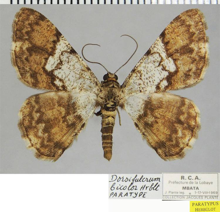 /filer/webapps/moths/media/images/B/bicolor_Dorsifulcrum_PTM_ZSM.jpg