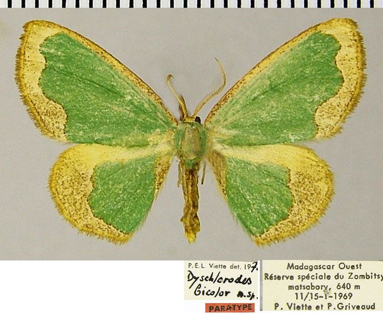 /filer/webapps/moths/media/images/B/bicolor_Dyschlorodes_PTM_ZSM.jpg
