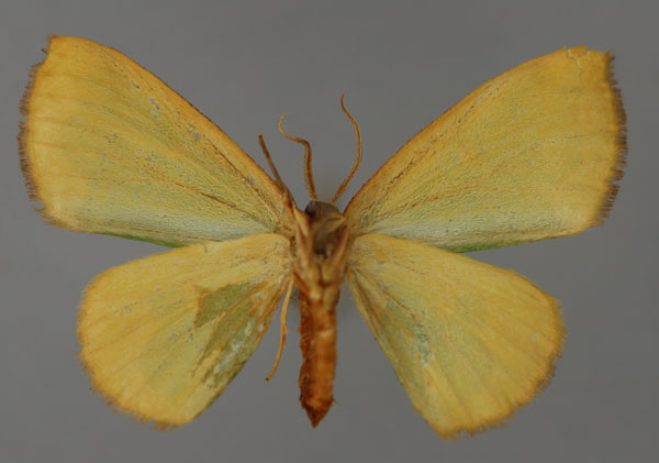 /filer/webapps/moths/media/images/B/bicolor_Dyschlorodes_PT_ZSM_02.jpg