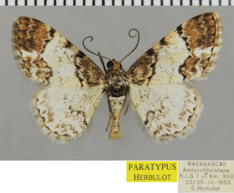 /filer/webapps/moths/media/images/B/bicolor_Ectropis_PTM_ZSMa.jpg