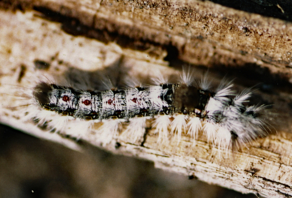 /filer/webapps/moths/media/images/B/bicolor_Euproctis_C_Roland_01_GREEgQz.jpg