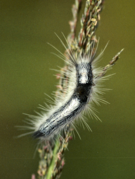 /filer/webapps/moths/media/images/B/bicolor_Euproctis_C_Roland_01_lgm42WW.jpg
